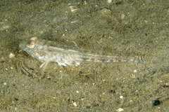 Nesogobius