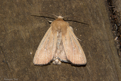 Ichneutica blenheimensis