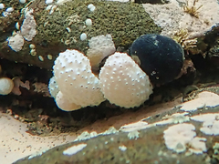 Eudistoma elongatum