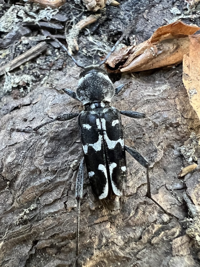 Xylotrechus albonotatus