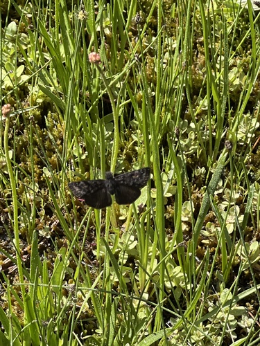 iNaturalist observation photo of Propertius Duskywing