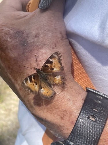 iNaturalist observation photo of California Tortoiseshell