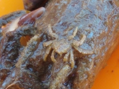 Neohymenicus pubescens