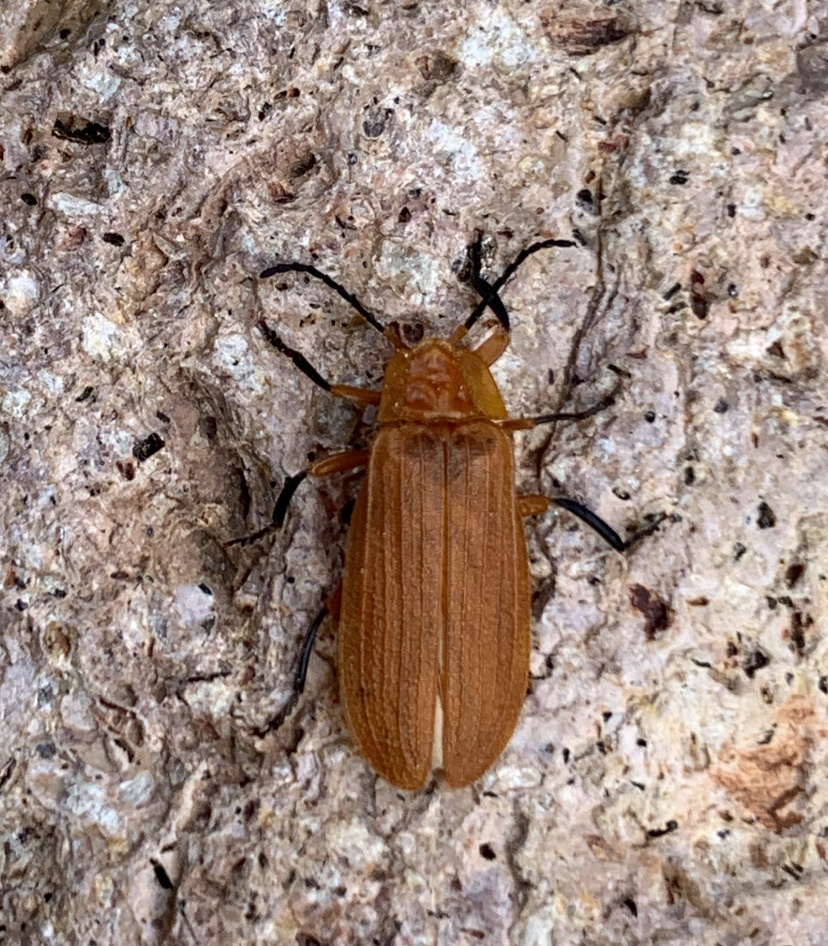 Lycus loripes