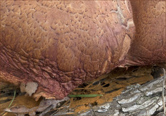 Gymnopilus thiersii image