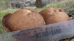 Gymnopilus thiersii image