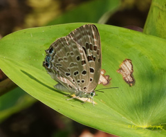 Arhopala camdeo