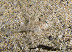 Nesogobius pulchellus