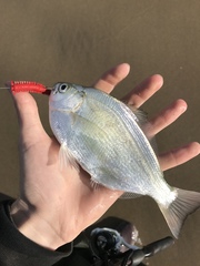 Hyperprosopon ellipticum