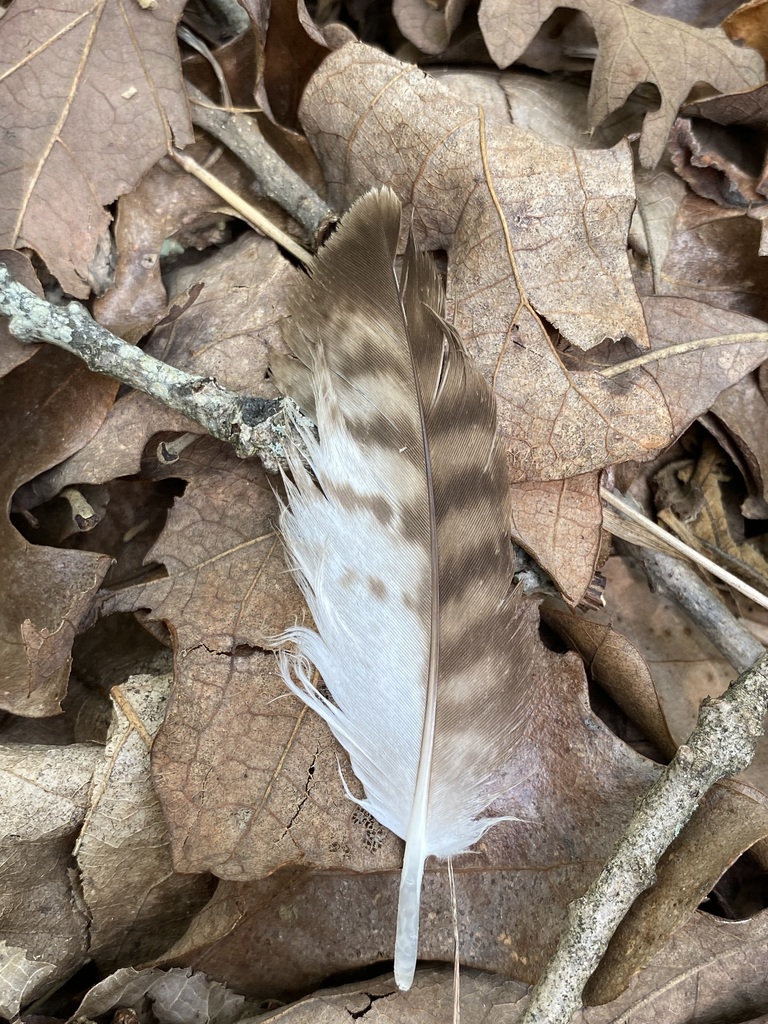 Red Tailed Hawk In July 2023 By Jim INaturalist   Large 