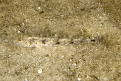 Favonigobius exquisitus