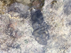 Tridacna noae