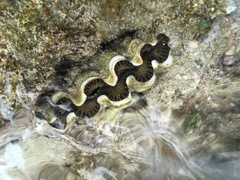 Tridacna noae