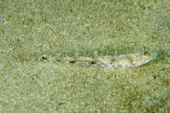 Favonigobius exquisitus