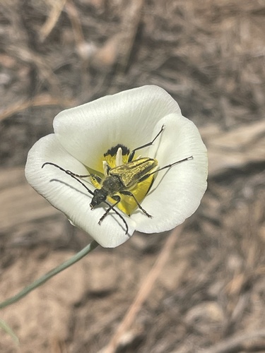 iNaturalist observation photo of Yellow Velvet Beetle
