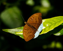 Tanaecia julii