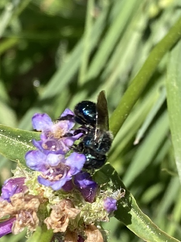 iNaturalist observation photo of Mason Bees