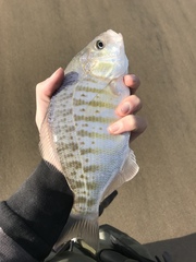 Amphistichus argenteus