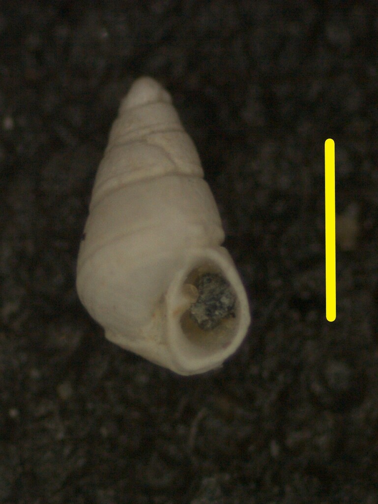 Eulimastoma franklini