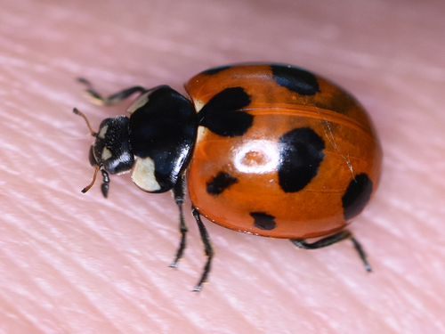 Coccinella magnifica nuotrauka