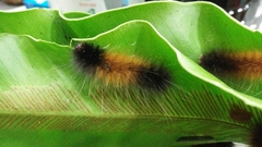 Spilarctia postrubida