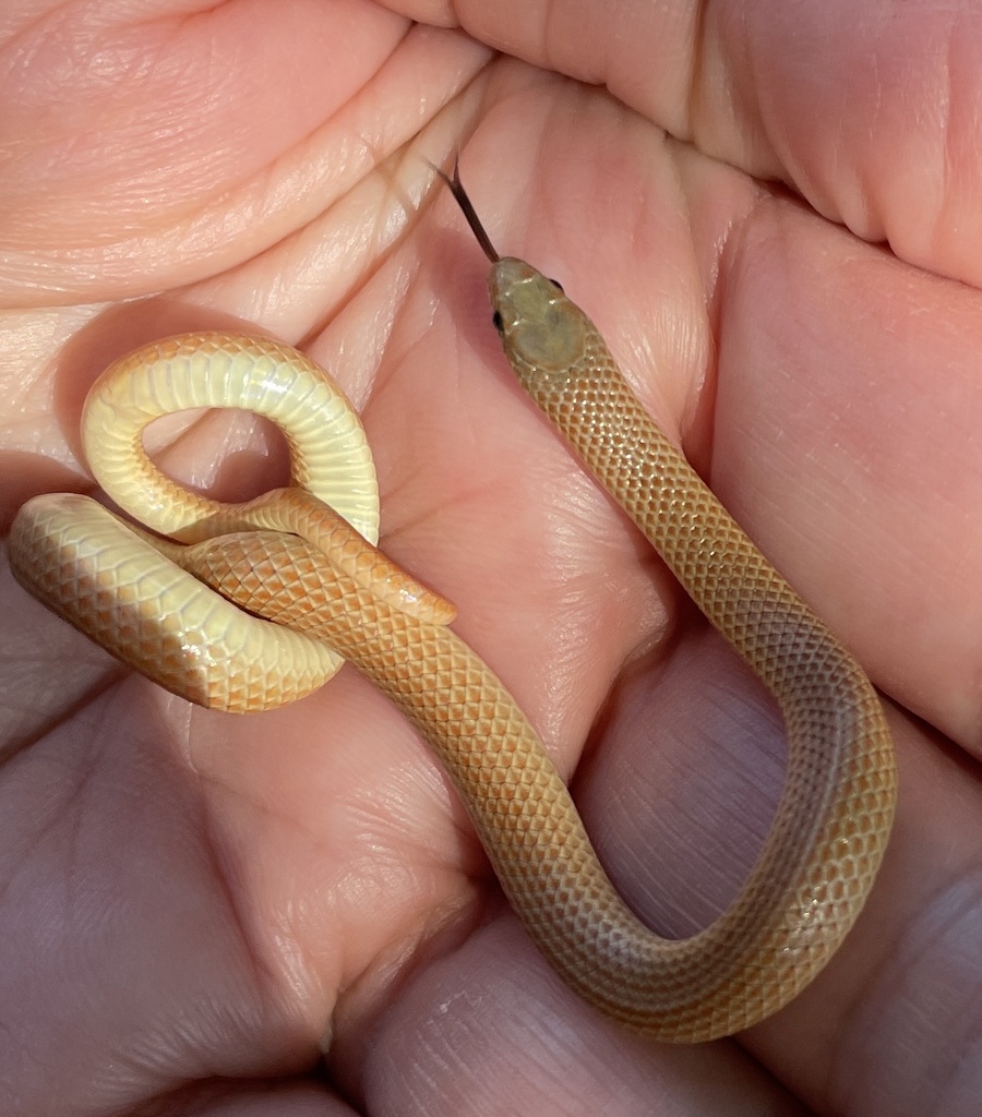 Great Plains Ground Snake from Oak Mountain Trail, San Angelo, TX, US