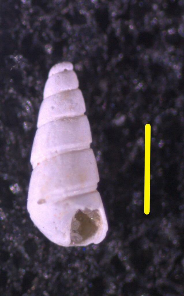 Eulimastoma surinamense