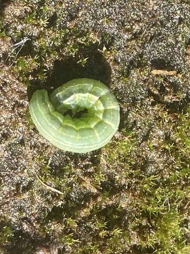 iNaturalist observation photo of Cutworms and Dart Moths
