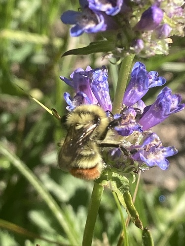 iNaturalist observation photo of Great Basin Bumble Bee