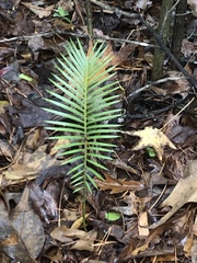 Cycas revoluta