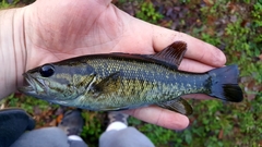 Micropterus notius