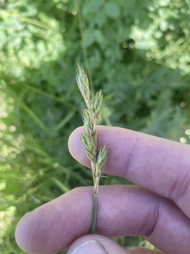 Liddon's sedge (Carex petasata)