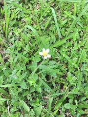 Tridax procumbens