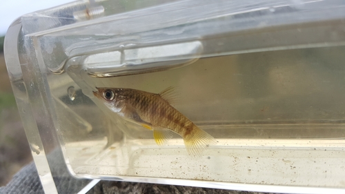 Diamant-killivis (Fundulus xenicus) — Fundulidae — 3