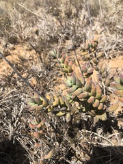 Crassula mesembryanthoides mesembryanthoides