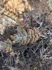 Crassula mesembryanthoides mesembryanthoides