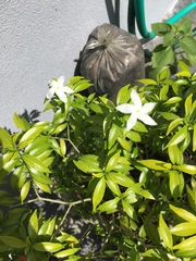 Tabernaemontana divaricata