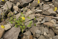 Myosotis australis