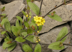 Myosotis australis