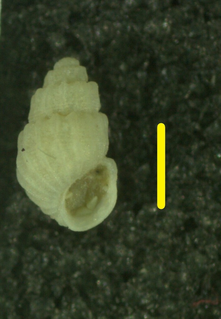 Mumiola