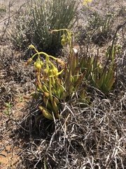 Cotyledon campanulata