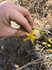 Cotyledon campanulata