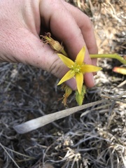 Cotyledon campanulata