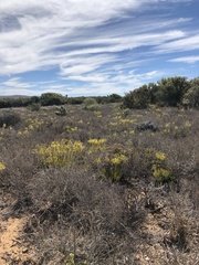 Cotyledon campanulata