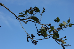 Alnus formosana