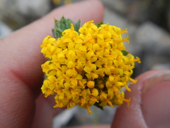 Hymenolepis