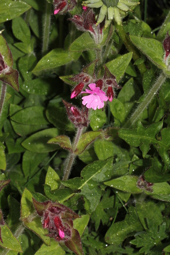 Rumena pušina (Silene dioica)