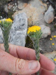 Hymenolepis