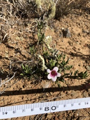 Pachypodium bispinosum