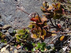 Gaultheria colensoi